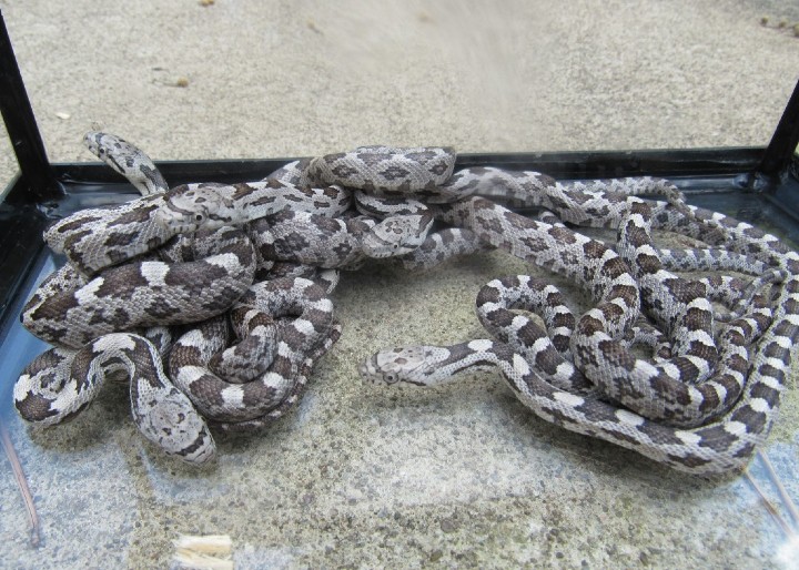 Gray Rat Snakes